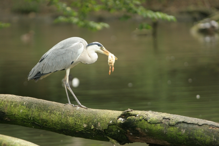 Zoo de Bale - 238